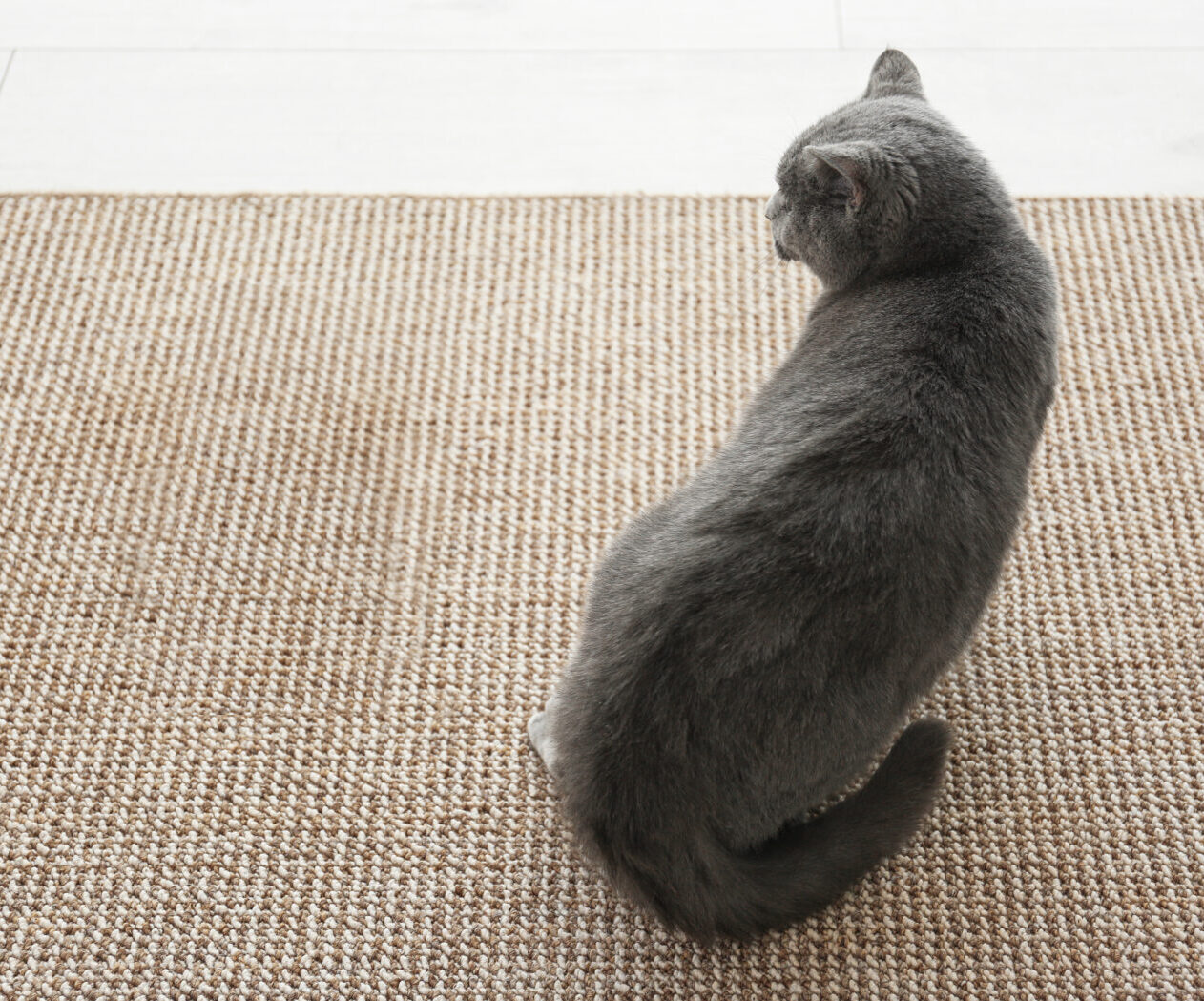 Cat,Sitting,Near,Wet,Spot.,Carpet,Before,And,After,Cleaning