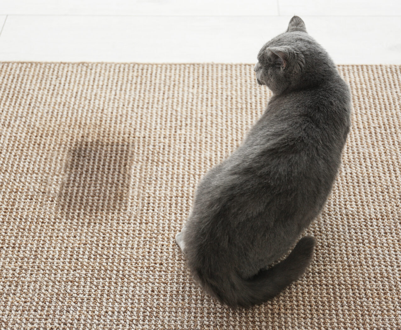 Cat,Sitting,Near,Wet,Spot.,Carpet,Before,And,After,Cleaning